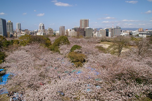 桜満開